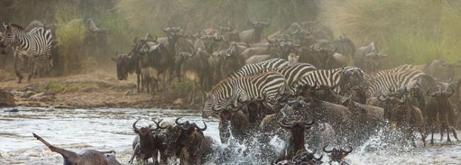 野生动物摄影师安德烈・古德科夫（Andrey Gudkov）在肯尼亚马赛马拉国家保护区拍摄了角马群正通过玛拉河的壮观场景。