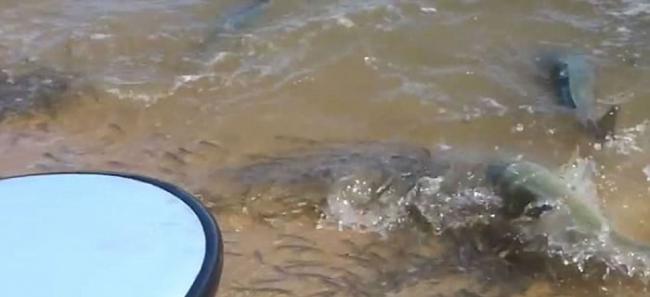 澳洲珀斯附近海湾出现大群三文鱼 横扫海滩小鱼