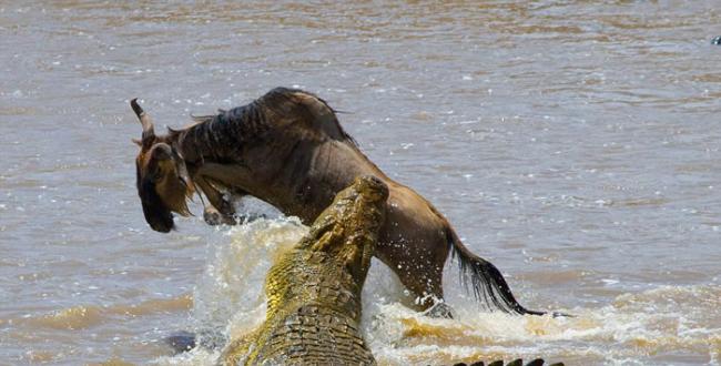 肯尼亚马赛马拉国家保护区角马迁徙横渡玛拉河途中遭鳄鱼偷袭