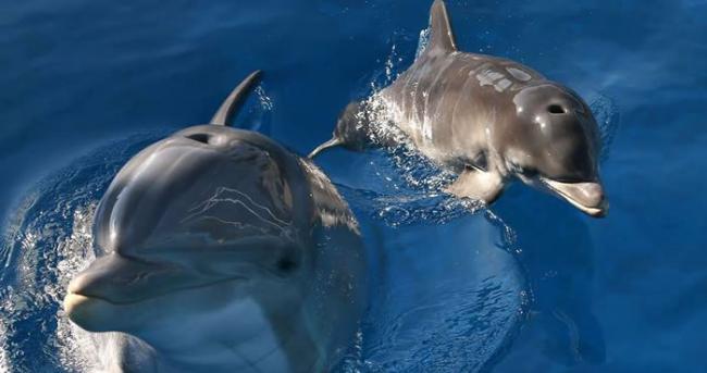 研究发现宽吻海豚能以声音沟通
