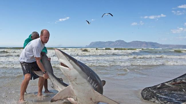 南非开普敦渔民捕到大鲨鱼 不畏血口反咬将它拖回海里放生