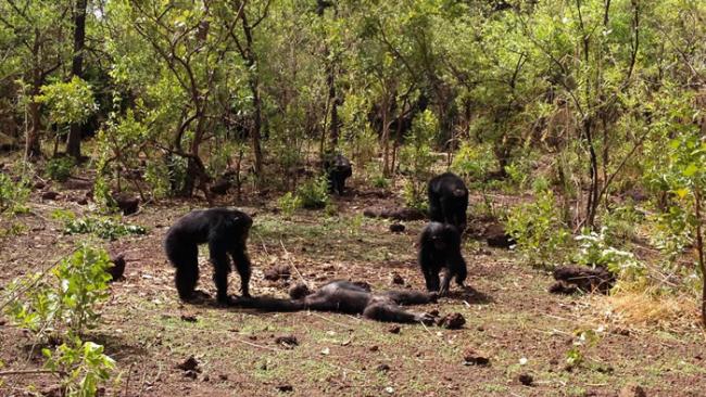 塞内加尔黑猩猩研究中心“猩猩王”遭同类群殴死亡 尸体还遭雌性同伴吞食