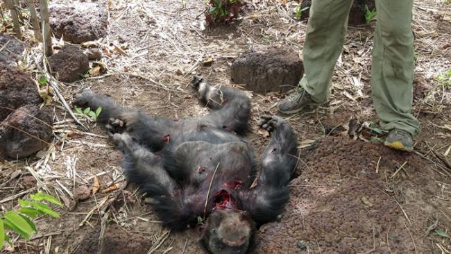 塞内加尔黑猩猩研究中心“猩猩王”遭同类群殴死亡 尸体还遭雌性同伴吞食