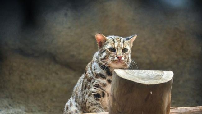 7月29日世界老虎日：石虎成台湾现存唯一的本土猫科动物