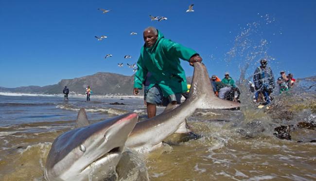 南非开普敦渔民捕到大鲨鱼 不畏血口反咬将它拖回海里放生