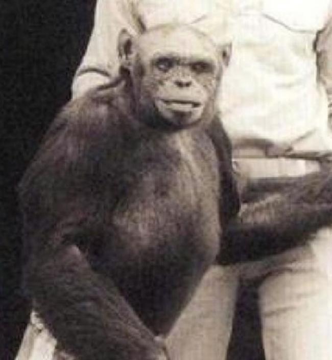 著名的表演猩猩奥立佛由于举足太像人类，曾被怀疑是科学家培育出来的「猩猩人」。