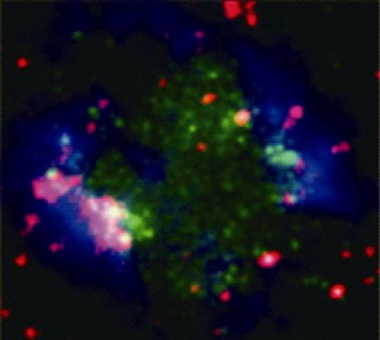 图1：星系Sextans A的多波段图像：蓝色部分代表的Very Large Array射电望远镜所探测到的氢原子质量分布，绿色是GALEX卫星所探测的来自大质