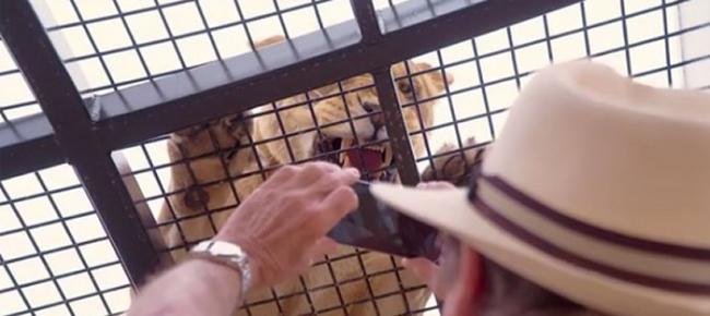 澳大利亚莫纳托动物园“狮子360”新尝试：把游客关在笼里 狮子在外面