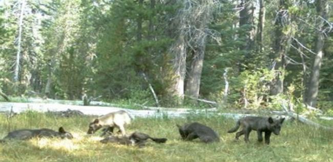 美国加州北部的雪士达山狼群（Shasta Pack）。