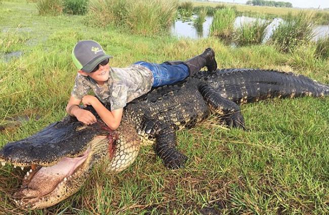 美国佛罗里达州牛场池塘惊现一条重300多公斤的巨型短吻鳄