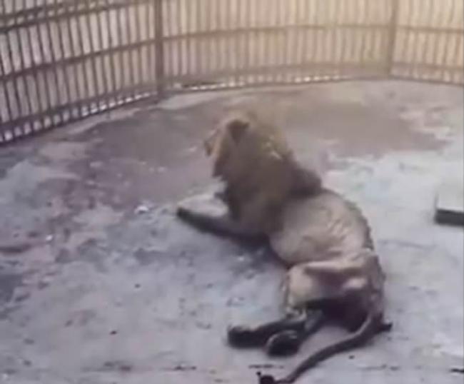 孟加拉动物园惊现瘦骨嶙峋老迈狮子 万兽之王Juboraj几乎无力站起