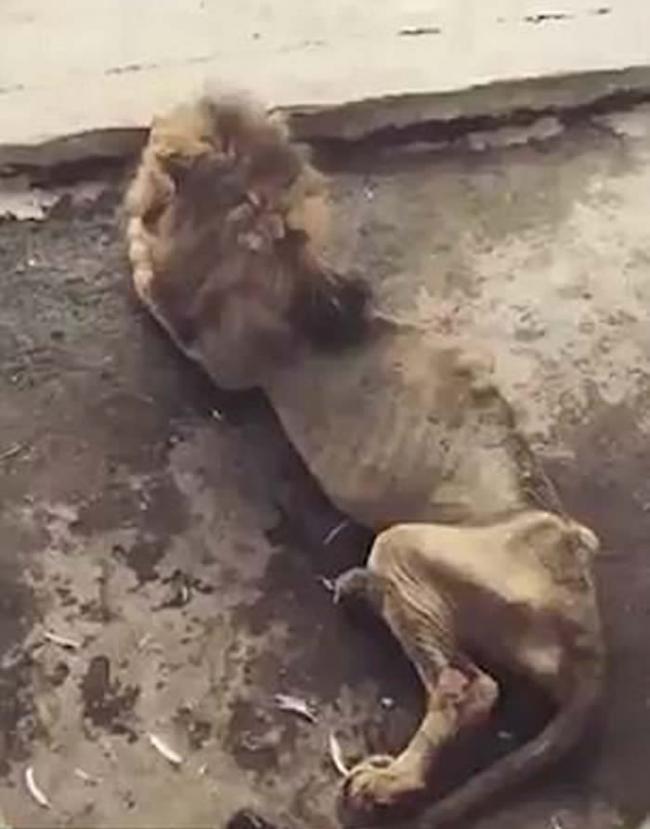 孟加拉动物园惊现瘦骨嶙峋老迈狮子 万兽之王Juboraj几乎无力站起