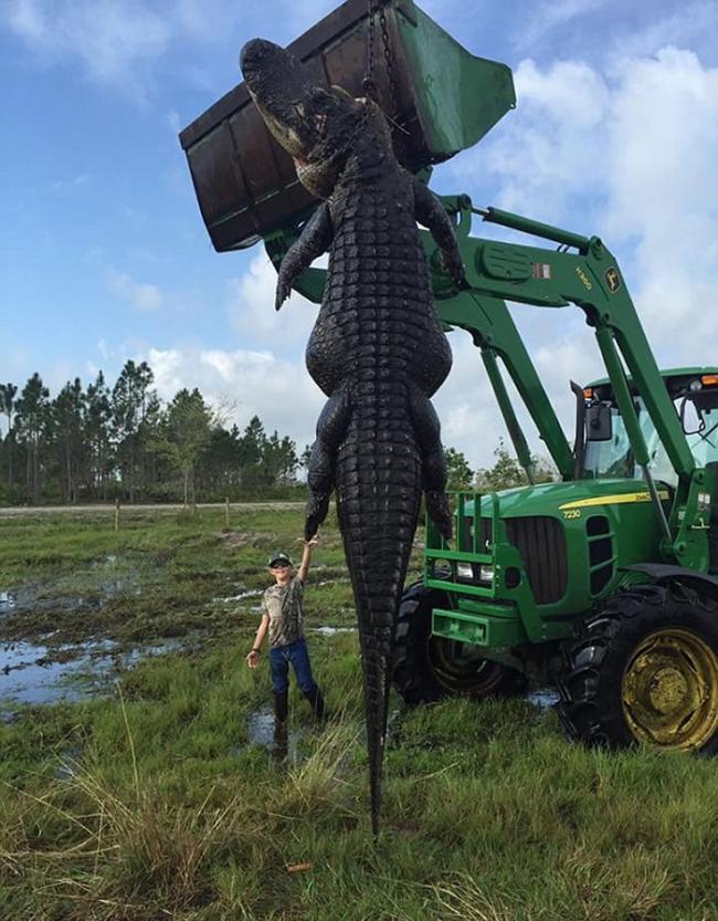 美国佛罗里达州牛场池塘惊现一条重300多公斤的巨型短吻鳄