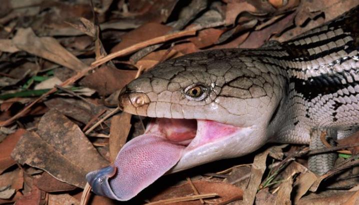 斜纹蓝舌蜥发出威吓时，也会伸出舌头。 Photograph by Michael & Patricia Fogden, Minden Pictures/