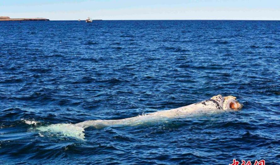 南露脊鲸现身大西洋海面