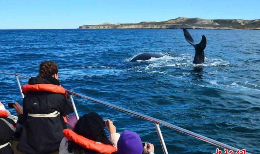 南露脊鲸现身大西洋海面