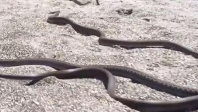 BBC行星地球2（地球脉动）：加拉帕戈斯群岛小鬣蜥一出生就被一群游蛇追杀