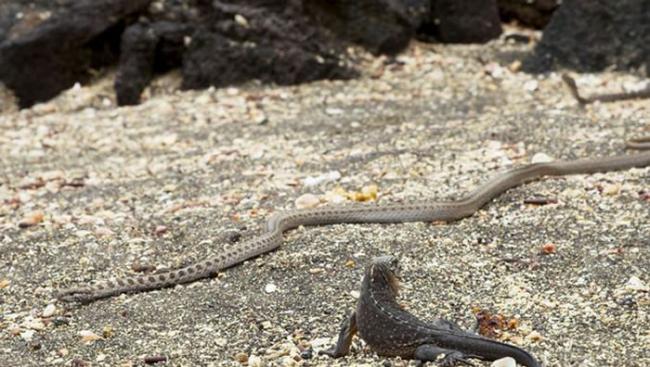 BBC行星地球2（地球脉动）：加拉帕戈斯群岛小鬣蜥一出生就被一群游蛇追杀
