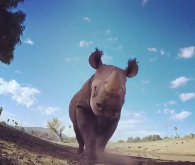 美国圣地牙哥动物公园黑犀牛被摄影机吓到