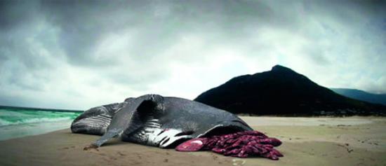 2009年1月21日一对父子在夏威夷海岸拍到了令人震惊的镜头，一头鲸鱼几乎被一口咬成两段。照片上可以看到鲸鱼身上的咬痕。当地海洋生物学家对鲸鱼尸体研究后得出的结