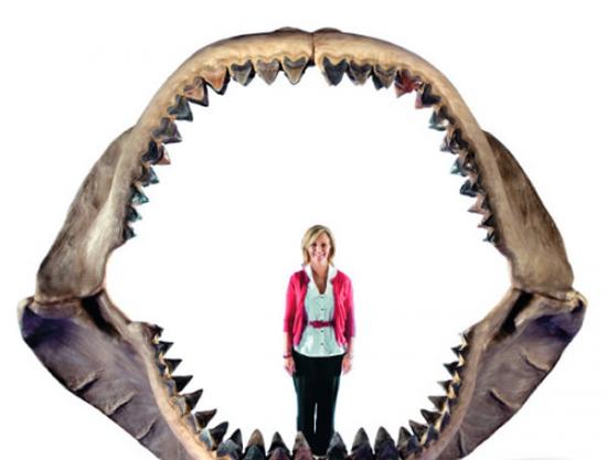 关于巨齿鲨的传说风靡全世界。这是一种史前大鲨鱼，身长可达三十米，体重超八十吨，身长约13米的霸王龙在巨齿鲨面前只是小儿科，巨齿鲨能一口吞下霸王龙的头。如今科学界