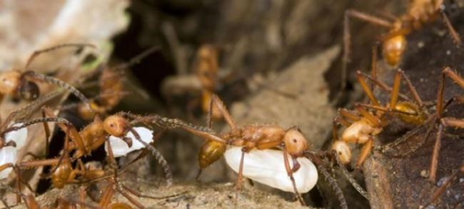 日本研究证实蚂蚁社会其实有一套休假制度