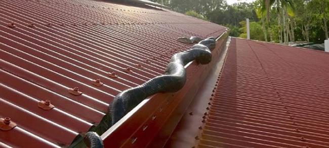 2015年在凯恩斯一间房屋屋顶拍到的巨蛇