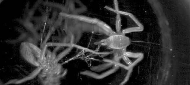 鹫蛛科蜘蛛会射出具有黏性的丝固定猎物 可以捕获体型比自己大很多的猎物