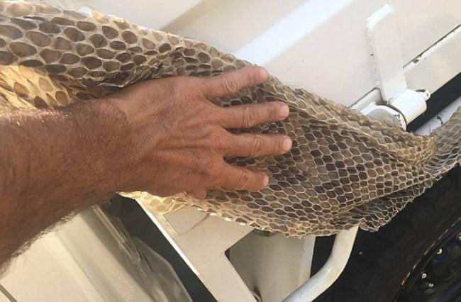 澳大利亚昆士兰一间房屋阁楼上发现6公尺长巨大蟒蛇蛇皮