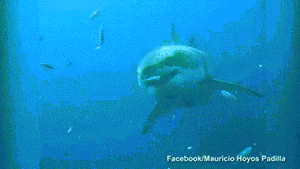 拍到世界上最大的大白鲨“深蓝”（Deep Blue）
