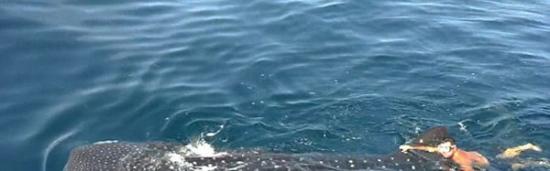美国男子骑9米鲸鲨视频引争议