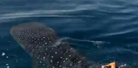 美国男子骑9米鲸鲨视频引争议