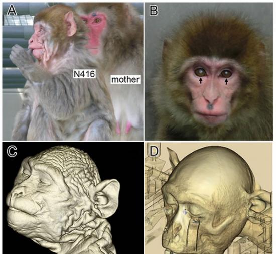 世界上首次发现患早老症的日本猴