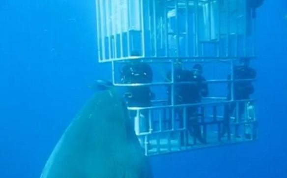 在视频中，这条巨大的大白鲨游向了研究者身处的铁笼子，有一个研究者还大胆地爬到了铁笼子外面，与大白鲨近距离接触。在这段视频拍摄的那段时间，这条大白鲨被昵称为“深蓝