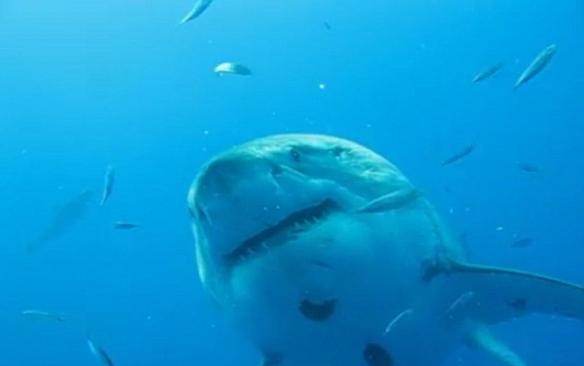 这条好奇的鲨鱼径直游向研究者身处的铁笼子附近。Padilla希望，对“深蓝”的兴趣能帮助有关鲨鱼的研究获得更多的资助，特别是在太平洋海域，人类的活动已经越来越威