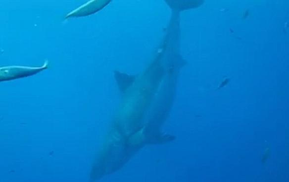 在视频中，讲述者解释称，“深蓝”左侧面的大片垂直伤痕可能是与其他鲨鱼打斗，或者是交配活动导致的结果。研究人员在做完标记之后，就把这条大白鲨放回了海里，之后它进入