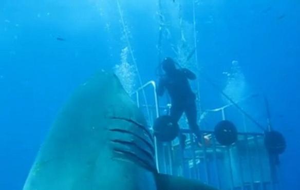 在近期的一个视频中，一条巨大的大白鲨引起了许多人的兴趣，它被认为是世界上目前见到的最大的大白鲨。这段视频拍摄于瓜达卢佩岛，该岛位于距墨西哥下加利福尼亚半岛海岸约