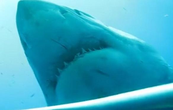 在视频中可以看到，这条被昵称为“深蓝”的大白鲨把鼻子伸到了其中一个铁笼子中，似乎在展示它那刺刀一样的牙齿。大白鲨是地球上最大的掠食性鱼类，能够长到近4.5米长。