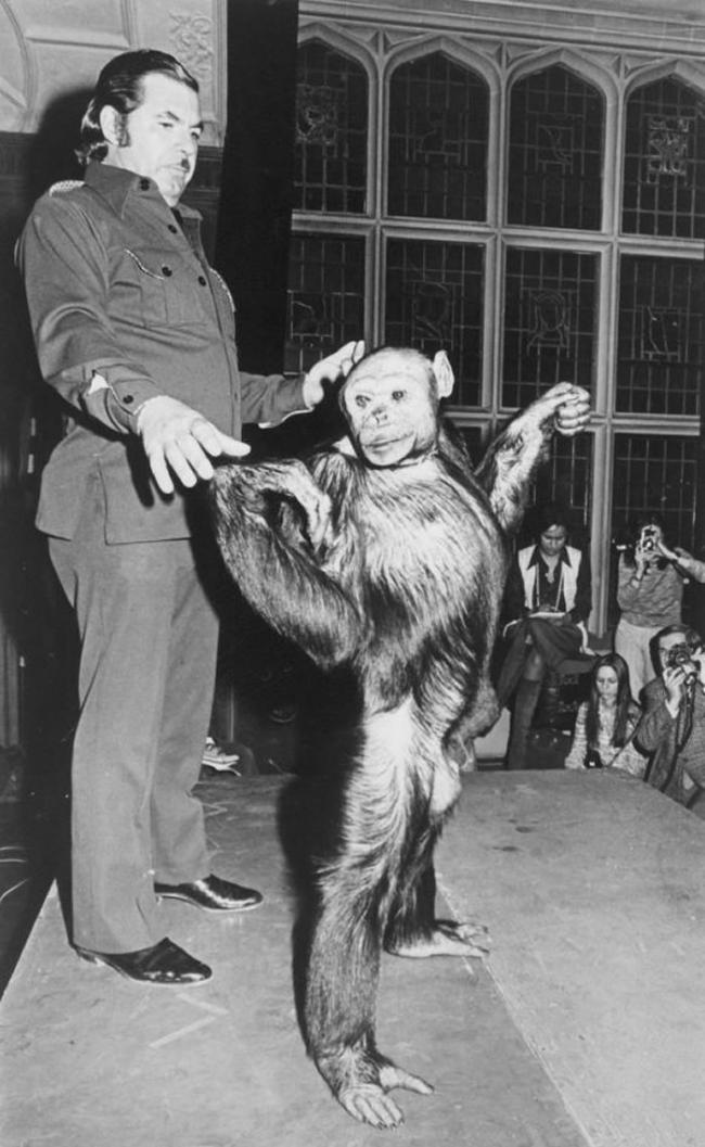 美国演化心理学家Gordon Gallup：百年前曾经有人类与黑猩猩的混种生物诞生