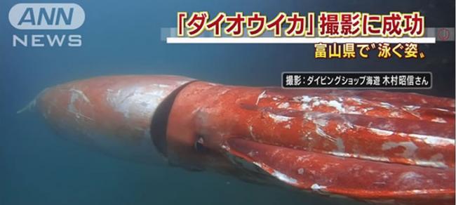 日本富山县港湾捕捉到红色大王乌贼的珍贵画面