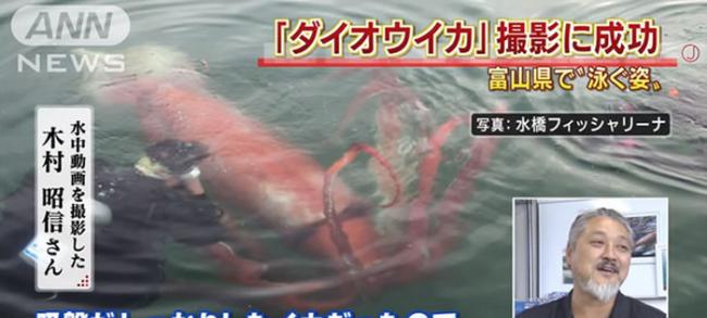 日本富山县港湾捕捉到红色大王乌贼的珍贵画面