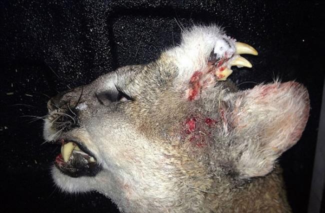美国爱达荷州猎人捕杀美洲狮后发现狮子头上居然长着尖锐牙齿