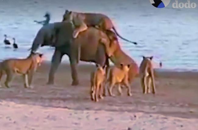 落单小象被14只狮子包围 最后甩掉猎食者捡回一命