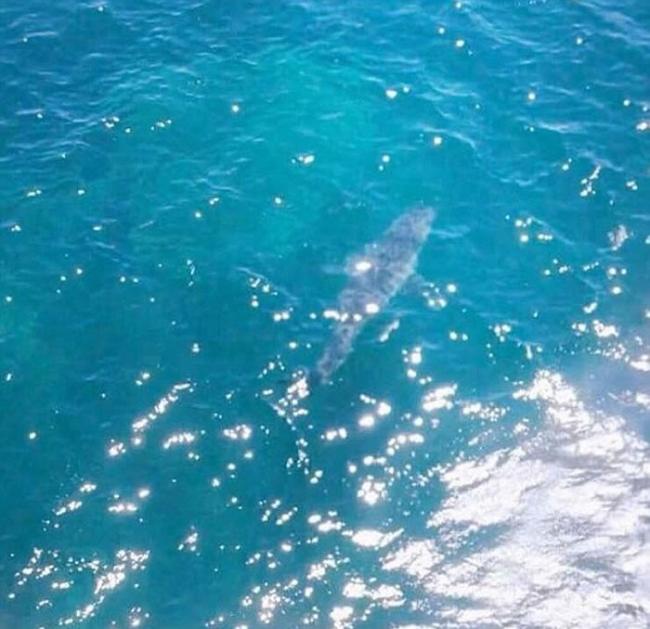 澳大利亚南部沿海发现7米长大白鲨
