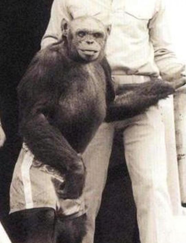 美国演化心理学家Gordon Gallup：百年前曾经有人类与黑猩猩的混种生物诞生