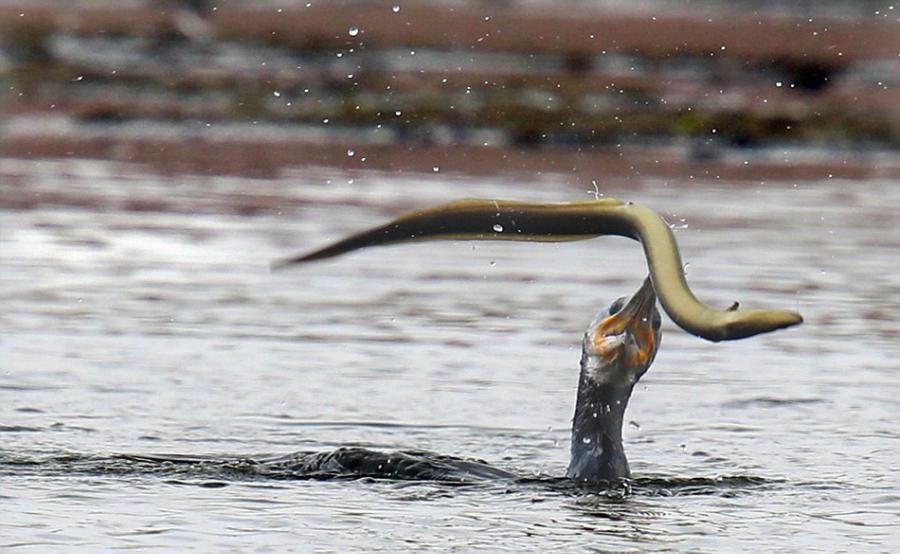 英国一只鸬鹚捕食鳗鱼反被缠住嘴巴
