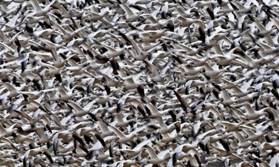 美国宾州成千上万只雪雁和小天鹅迁徙
