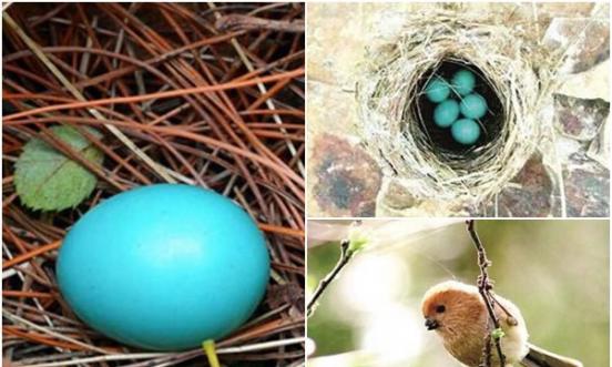 天然的蓝色鸟蛋令网民称奇，专家估计属于棕头鸦雀（右下图）的蛋。