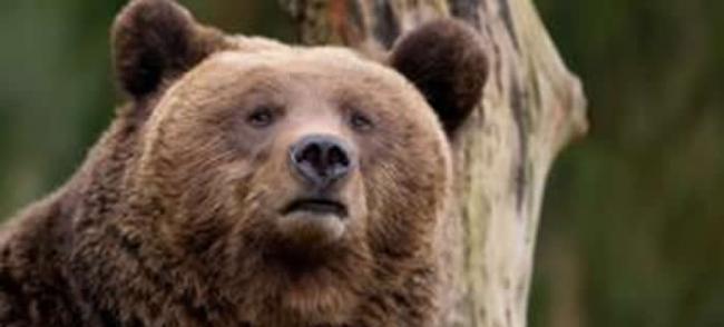 芬兰和爱沙尼亚过去1年半中至少有370个蜂箱遭野生欧洲棕熊破坏