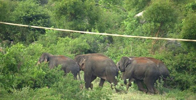 尼泊尔西南部大象袭击村落